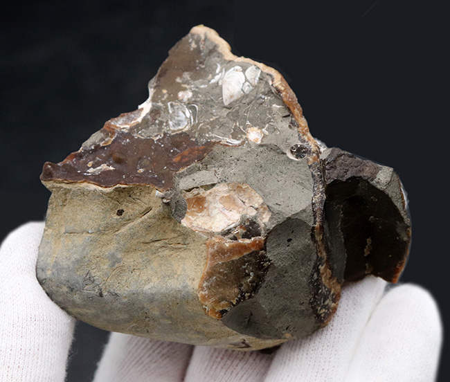 北海道産の異常巻きアンモナイトの希少属、ハイファントセラス（Hyphantoceras）の上質化石（その6）