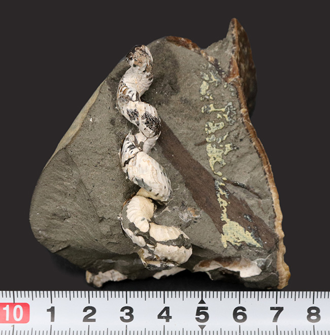 北海道産の異常巻きアンモナイトの希少属、ハイファントセラス（Hyphantoceras）の上質化石（その7）