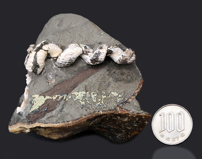 北海道産の異常巻きアンモナイトの希少属、ハイファントセラス（Hyphantoceras）の上質化石（その8）