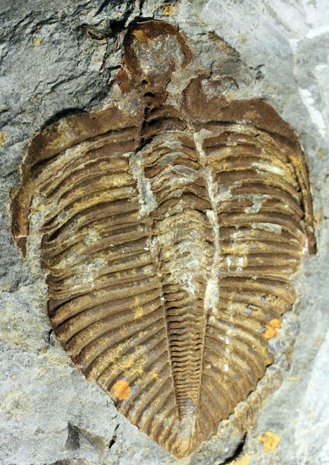 レア!シルル紀四川省産三葉虫、コロノセファルス(Coronocephalus sp.)(その1)