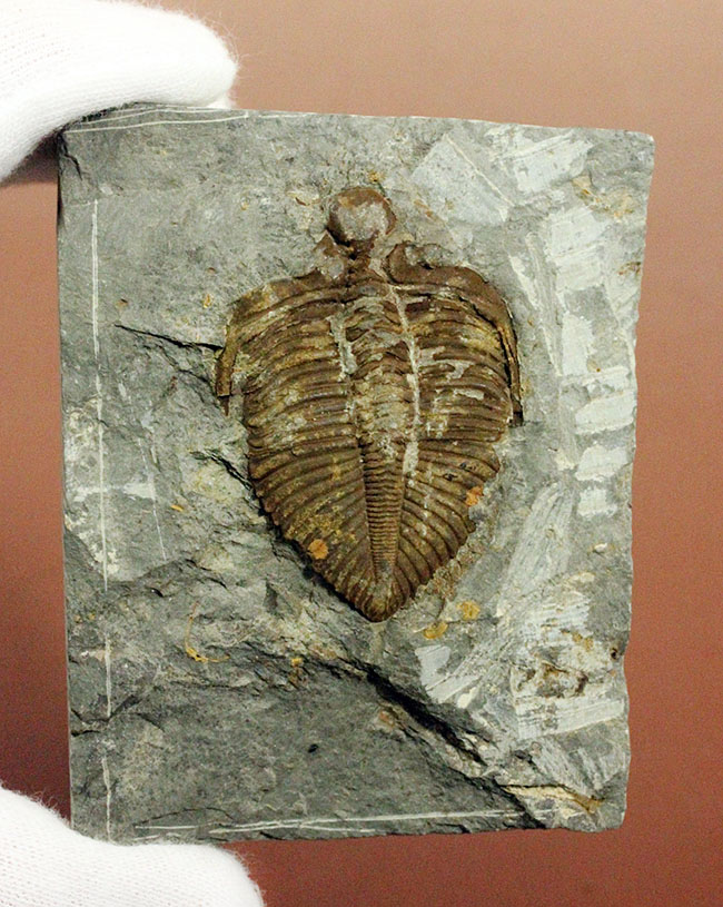 レア!シルル紀四川省産三葉虫、コロノセファルス(Coronocephalus sp.)(その2)