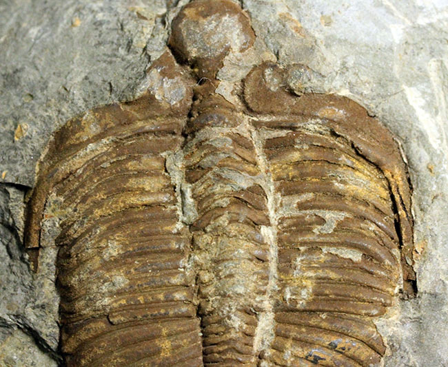 レア!シルル紀四川省産三葉虫、コロノセファルス(Coronocephalus sp.)(その3)