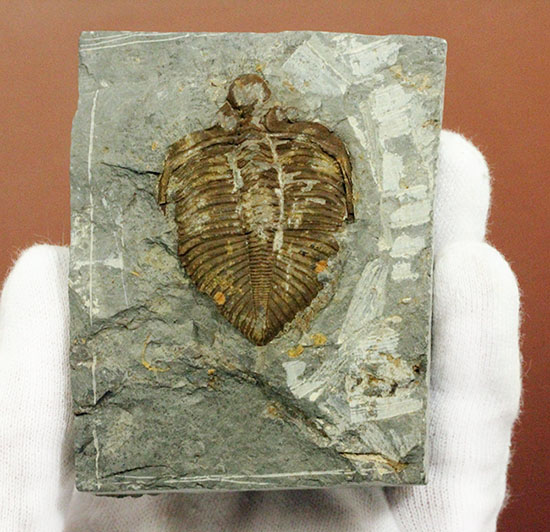 レア!シルル紀四川省産三葉虫、コロノセファルス(Coronocephalus sp.)(その5)