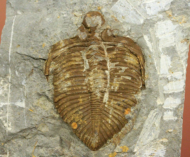 レア!シルル紀四川省産三葉虫、コロノセファルス(Coronocephalus sp.)(その6)