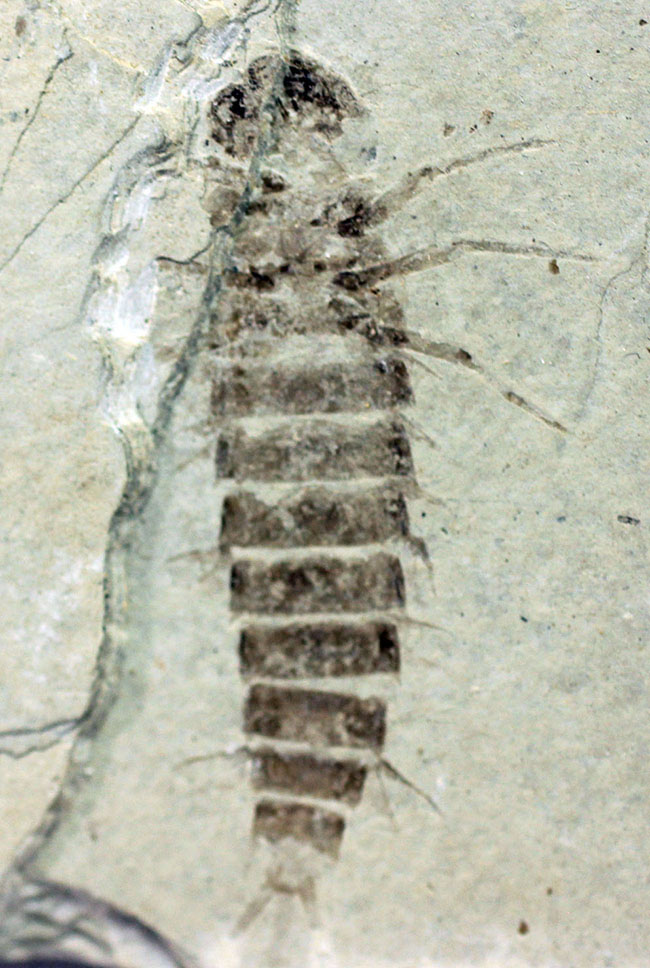 ４センチ近い、大きなカゲロウの幼虫（Ephemeropsis sp.）の化石（その1）