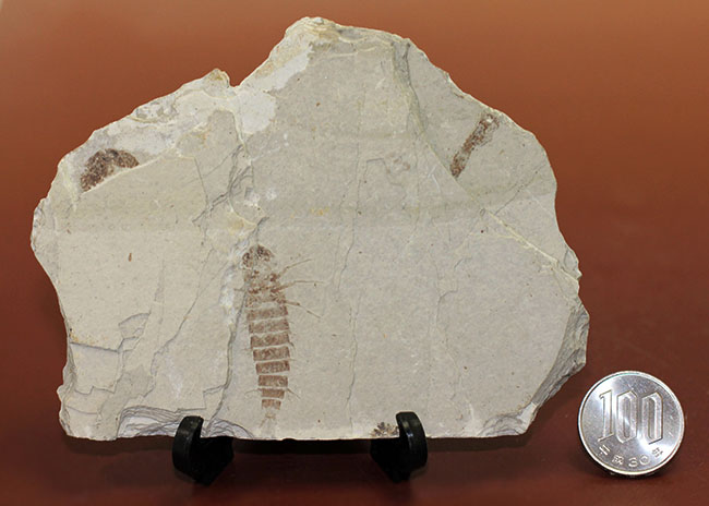 ４センチ近い、大きなカゲロウの幼虫（Ephemeropsis sp.）の化石（その10）