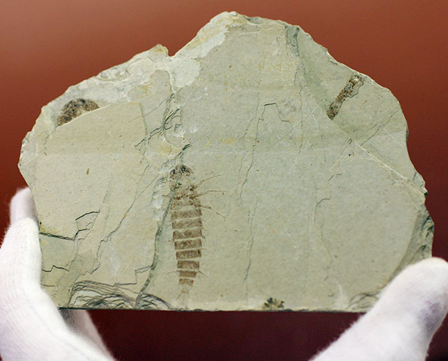 ４センチ近い、大きなカゲロウの幼虫（Ephemeropsis sp.）の化石（その2）