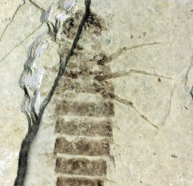 ４センチ近い、大きなカゲロウの幼虫（Ephemeropsis sp.）の化石（その3）