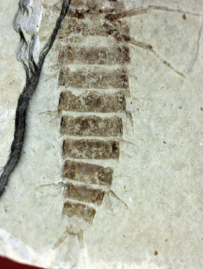 ４センチ近い、大きなカゲロウの幼虫（Ephemeropsis sp.）の化石（その4）