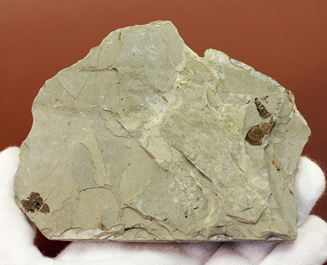 ４センチ近い、大きなカゲロウの幼虫（Ephemeropsis sp.）の化石（その5）