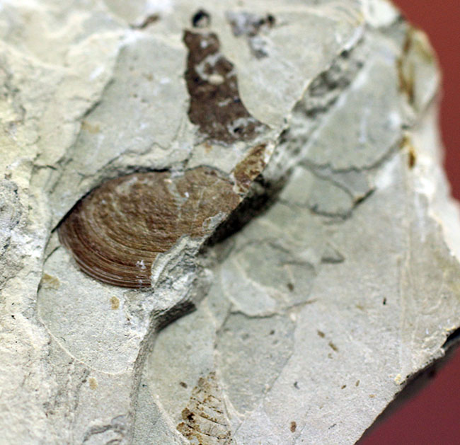 ４センチ近い、大きなカゲロウの幼虫（Ephemeropsis sp.）の化石（その6）