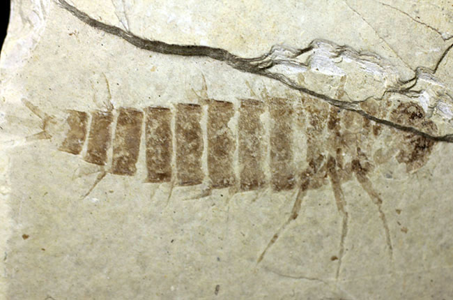 ４センチ近い、大きなカゲロウの幼虫（Ephemeropsis sp.）の化石（その9）