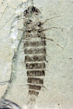 ４センチ近い、大きなカゲロウの幼虫（Ephemeropsis sp.）の化石