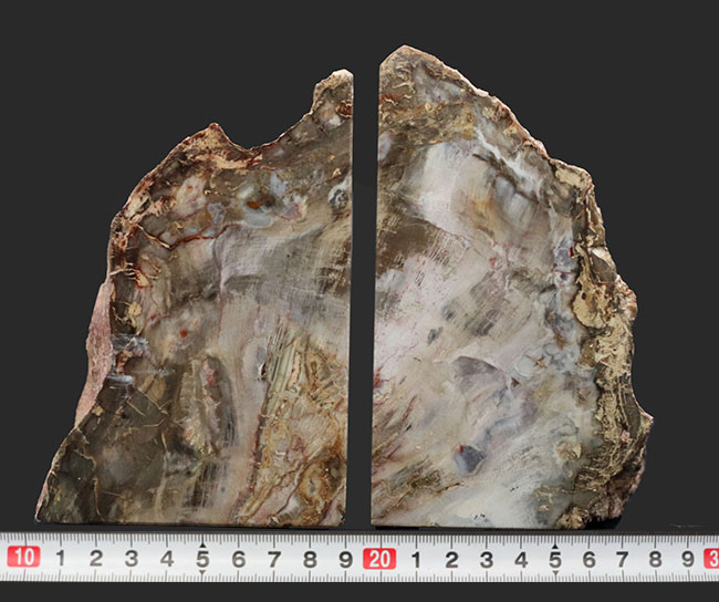 木化石　ブラジル産　30Kg弱くらい　珪化木 受け渡しも可能です 木化石 ブラジル産 30Kg弱くらい 珪化木 受け渡しも可能です 木