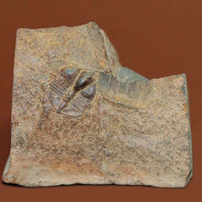 マニアックながらその希少性は見逃せない!三葉虫サルテロリソス(Salterolithus harnagensis)イギリス中西部産。(その1)