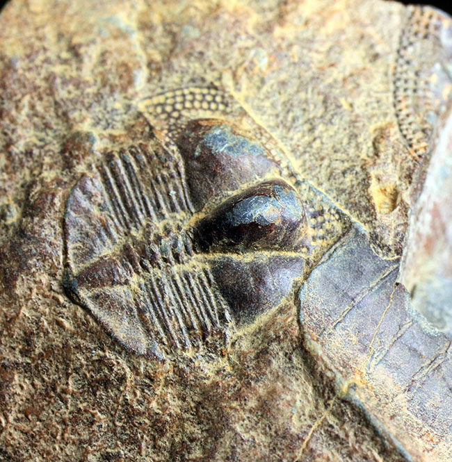 マニアックながらその希少性は見逃せない!三葉虫サルテロリソス(Salterolithus harnagensis)イギリス中西部産。(その2)