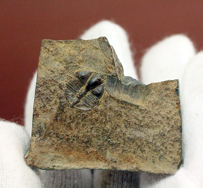 マニアックながらその希少性は見逃せない!三葉虫サルテロリソス(Salterolithus harnagensis)イギリス中西部産。(その3)