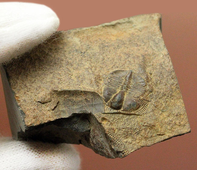 マニアックながらその希少性は見逃せない!三葉虫サルテロリソス(Salterolithus harnagensis)イギリス中西部産。(その5)