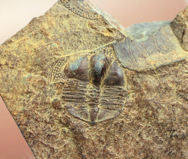 マニアックながらその希少性は見逃せない!三葉虫サルテロリソス(Salterolithus harnagensis)イギリス中西部産。(その6)
