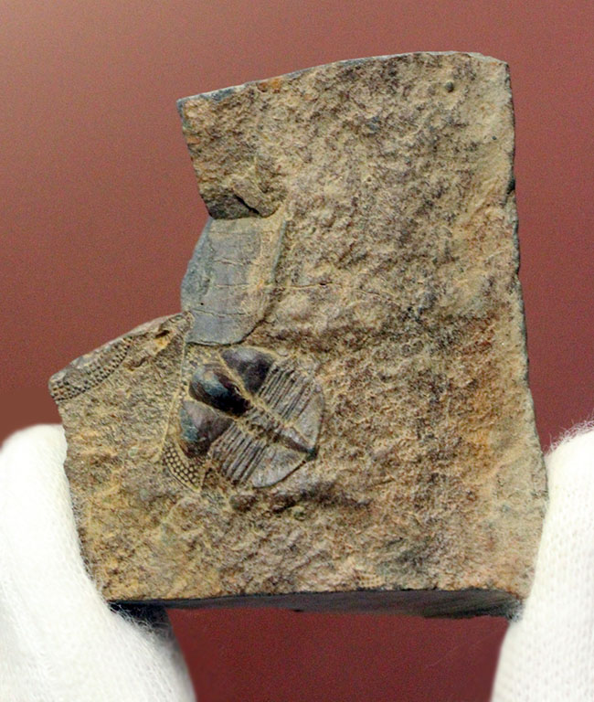 マニアックながらその希少性は見逃せない!三葉虫サルテロリソス(Salterolithus harnagensis)イギリス中西部産。(その7)