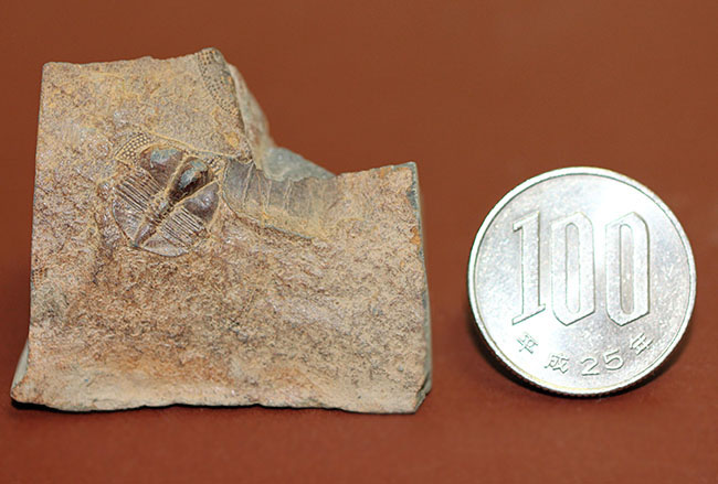 マニアックながらその希少性は見逃せない!三葉虫サルテロリソス(Salterolithus harnagensis)イギリス中西部産。(その8)