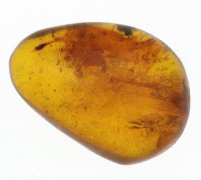 小さいけれどロマンの塊！およそ３０００万年前の虫の断片を内包したドミニカ産の琥珀（Amber）（その1）