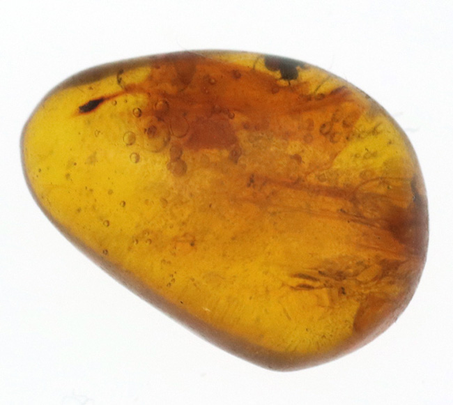 小さいけれどロマンの塊!およそ3000万年前の虫の断片を内包したドミニカ産の琥珀(Amber)(その1)