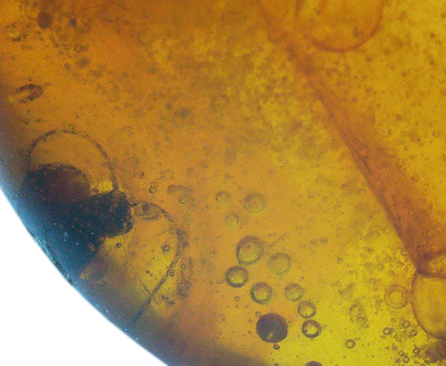 小さいけれどロマンの塊！およそ３０００万年前の虫の断片を内包したドミニカ産の琥珀（Amber）（その2）