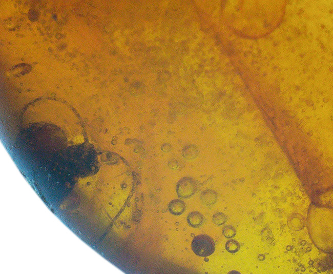 小さいけれどロマンの塊!およそ3000万年前の虫の断片を内包したドミニカ産の琥珀(Amber)(その2)