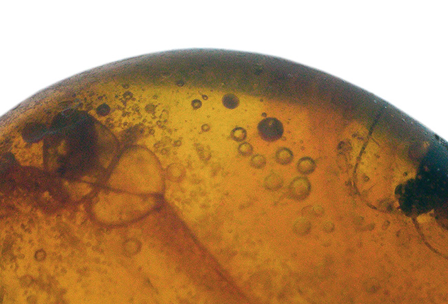 小さいけれどロマンの塊!およそ3000万年前の虫の断片を内包したドミニカ産の琥珀(Amber)(その3)