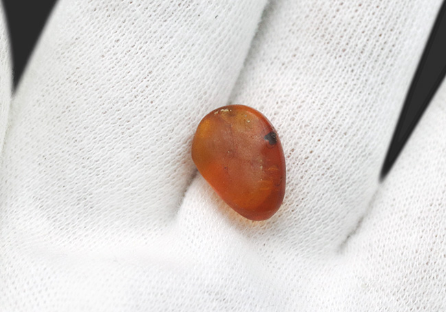 小さいけれどロマンの塊!およそ3000万年前の虫の断片を内包したドミニカ産の琥珀(Amber)(その5)