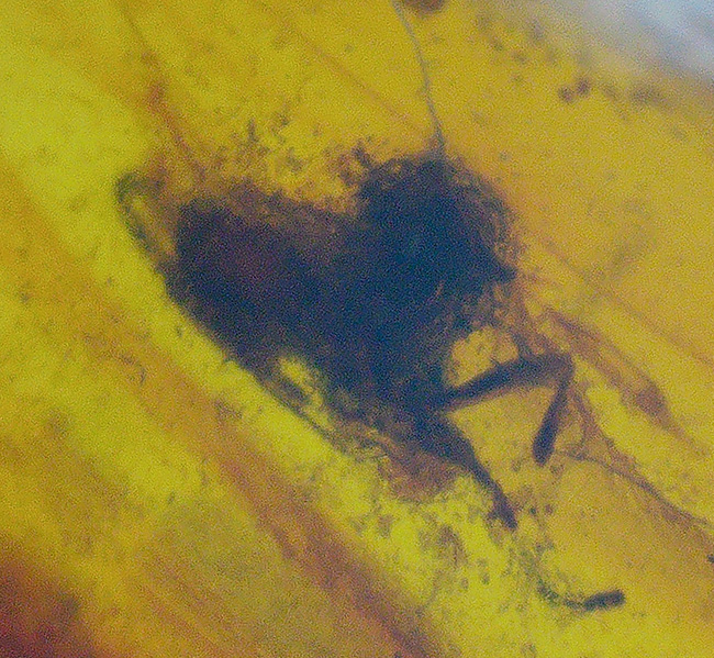 小さいけれどロマンの塊!およそ3000万年前の虫の断片を内包したドミニカ産の琥珀(Amber)(その6)