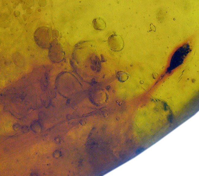 小さいけれどロマンの塊！およそ３０００万年前の虫の断片を内包したドミニカ産の琥珀（Amber）（その7）