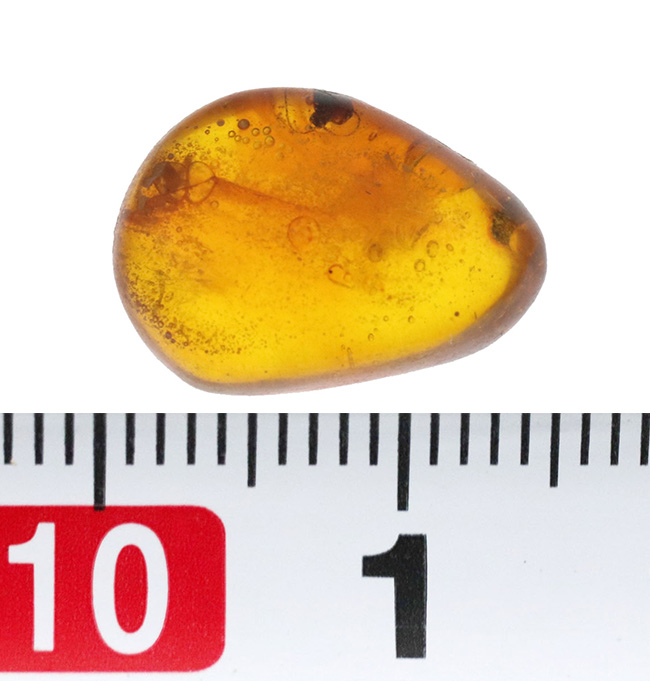 小さいけれどロマンの塊!およそ3000万年前の虫の断片を内包したドミニカ産の琥珀(Amber)(その8)