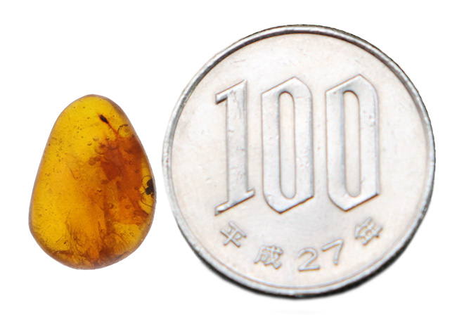 小さいけれどロマンの塊!およそ3000万年前の虫の断片を内包したドミニカ産の琥珀(Amber)(その9)