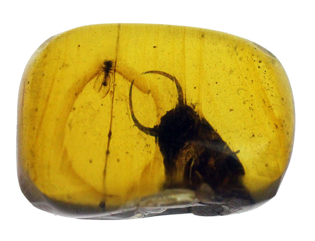 ビルマ産虫入りの琥珀、バーマイトです。オマケ付き