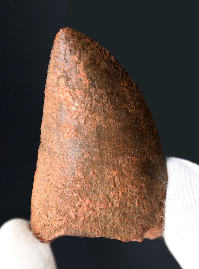 リーズナブルプライス!およそ1億年前の北アフリカに君臨した巨大恐竜、カルカロドントサウルス(Carcharodontosaurus)の歯化石(その5)