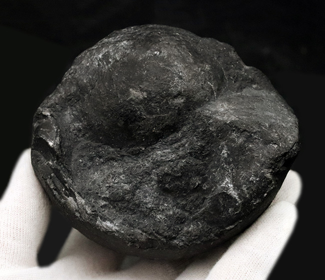 ビッグサイズ！岐阜県金生山のペルム紀の地層から採集されたベレロフォン（Bellerophon）の化石（その2）