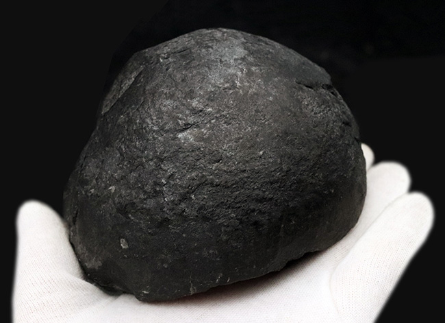 ビッグサイズ！岐阜県金生山のペルム紀の地層から採集されたベレロフォン（Bellerophon）の化石（その3）