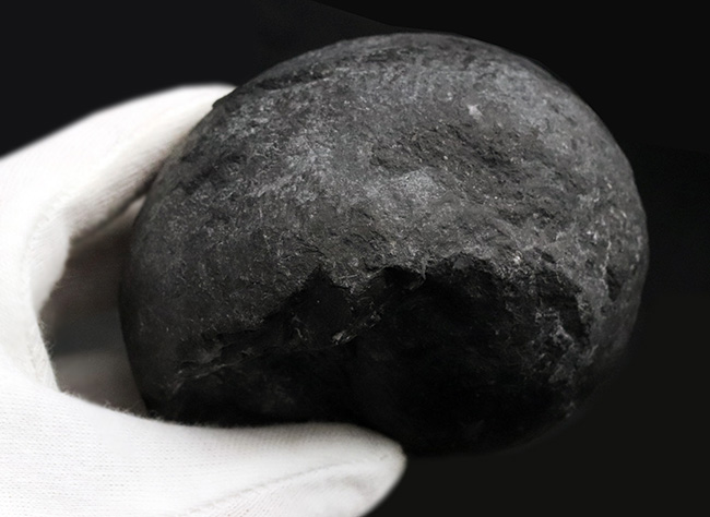 ビッグサイズ！岐阜県金生山のペルム紀の地層から採集されたベレロフォン（Bellerophon）の化石（その4）