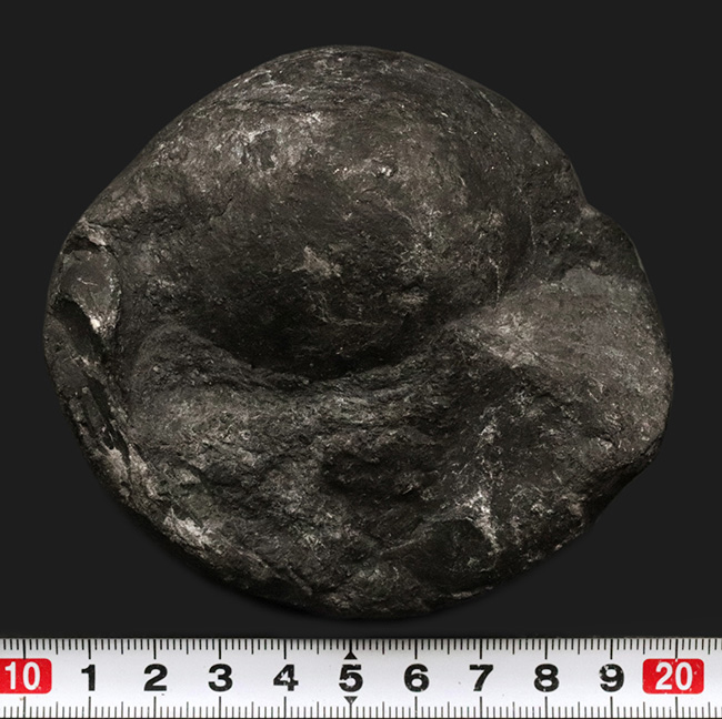 ビッグサイズ！岐阜県金生山のペルム紀の地層から採集されたベレロフォン（Bellerophon）の化石（その5）