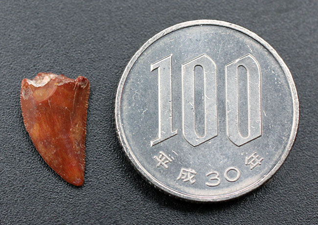韋駄天恐竜、エラフロサウルス・イグイディエンシス(Elaphrosaurus iguidiensis)の歯化石(その8)