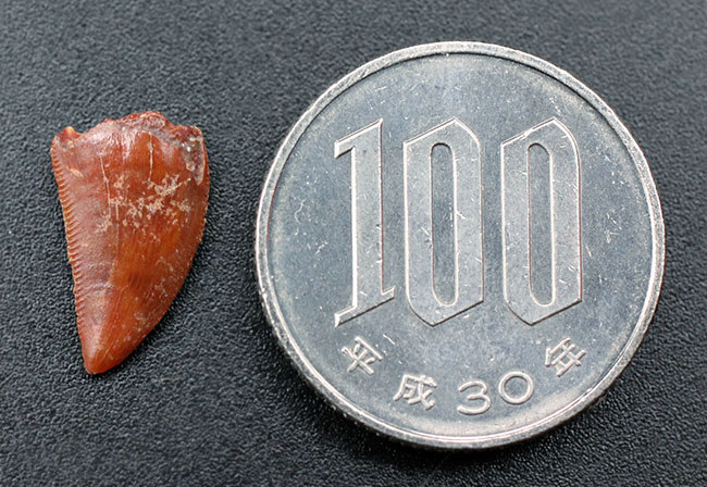 韋駄天恐竜、エラフロサウルス・イグイディエンシス(Elaphrosaurus iguidiensis)の歯化石(その9)