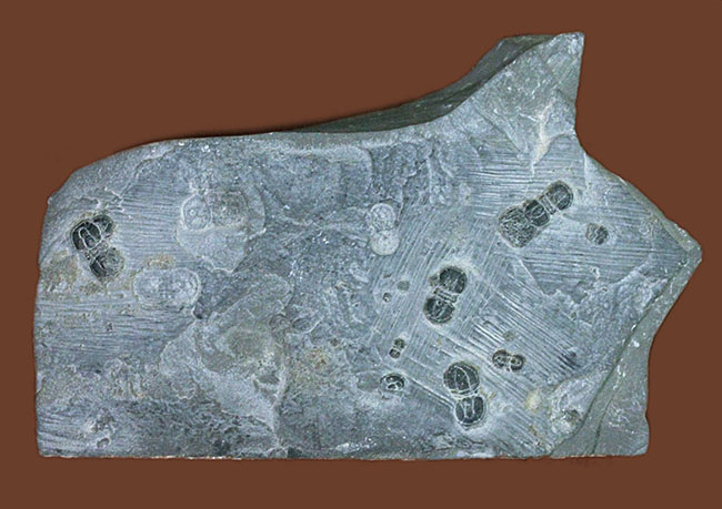 ブローチ？あるいはブーツに似ている？およそ５億年前のカンブリア紀中期にだけあらわれた不思議な生物、ペロノプシス（Peronopsis interstricta）の群集標本（その1）