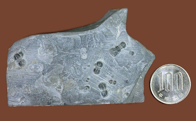 ブローチ？あるいはブーツに似ている？およそ５億年前のカンブリア紀中期にだけあらわれた不思議な生物、ペロノプシス（Peronopsis interstricta）の群集標本（その10）