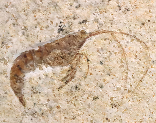 化石の世界的産地、ドイツ・ゾルンホーフェンで採集された、ジュラ紀の絶滅エビ、エーガー(Aeger sp.)の上質化石(その1)