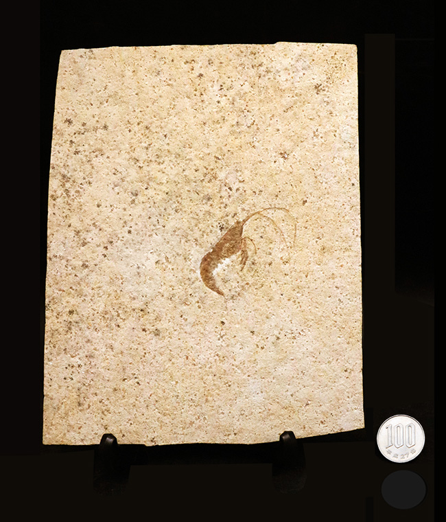 化石の世界的産地、ドイツ・ゾルンホーフェンで採集された、ジュラ紀の