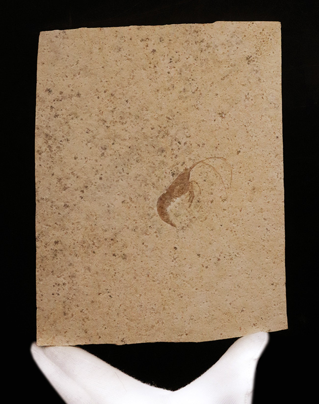 化石の世界的産地、ドイツ・ゾルンホーフェンで採集された、ジュラ紀の絶滅エビ、エーガー(Aeger sp.)の上質化石(その2)