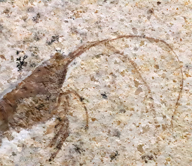 化石の世界的産地、ドイツ・ゾルンホーフェンで採集された、ジュラ紀の絶滅エビ、エーガー(Aeger sp.)の上質化石(その3)
