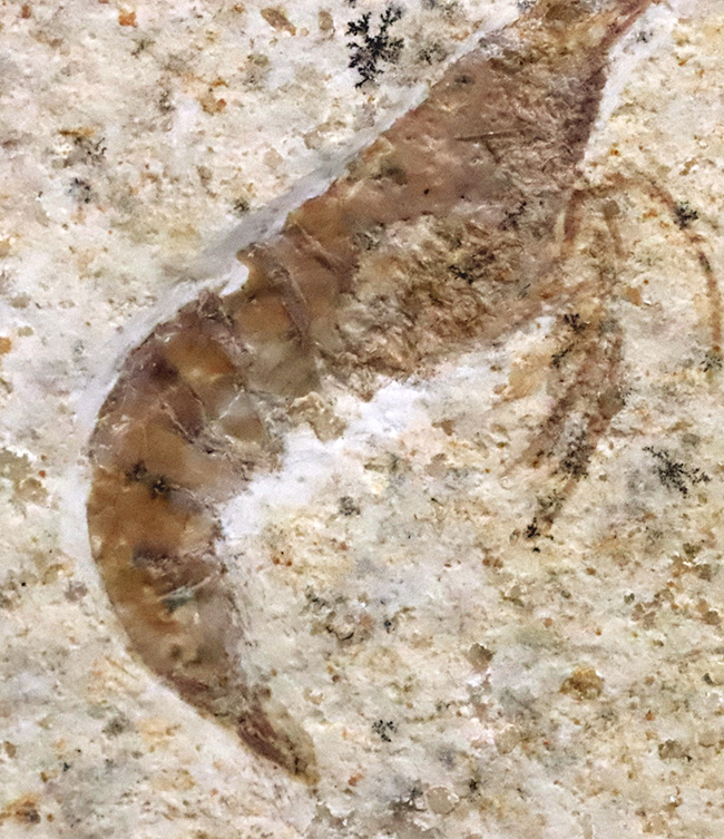 化石の世界的産地、ドイツ・ゾルンホーフェンで採集された、ジュラ紀の絶滅エビ、エーガー(Aeger sp.)の上質化石(その4)